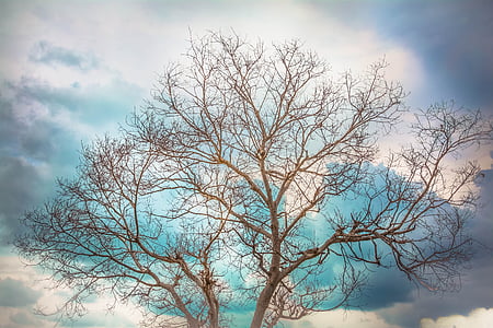 low angle photography of brown tree under blue sky during daytime thumbnail
