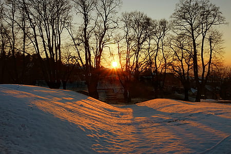 silhouette of trees on snow thumbnail