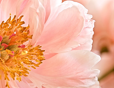 close-up photography of pink petaled flower on bloom thumbnail