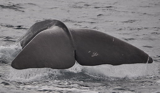 gray whale fin thumbnail