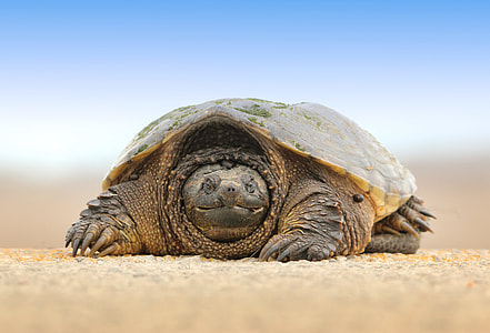 Tortoise photography thumbnail