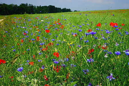 red poppy flower and blue cornflower field thumbnail