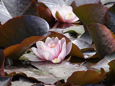 pink lotus flower thumbnail