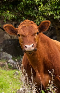 brown cattle thumbnail