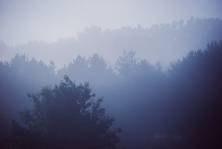aerial view photography of forest covered by fog thumbnail