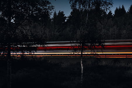 Green Trees during Nighttime thumbnail