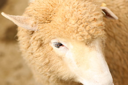 close up photography of brown animal thumbnail