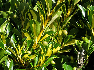 focus photo of round green fruits thumbnail