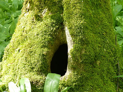 tree trunk covered with moths thumbnail