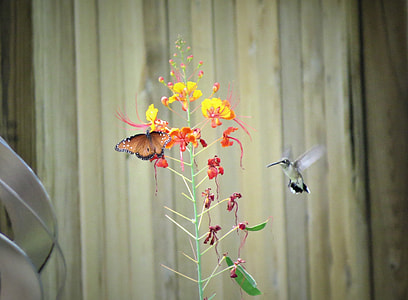 hummingbird flying near flower and butterfly on flower thumbnail