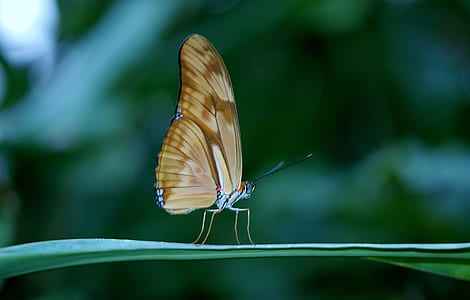 brown butterfly in micro photography thumbnail