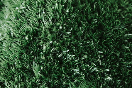 Green Grass thumbnail