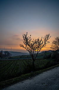 trees beside green grass field and concrete road at golden hour thumbnail