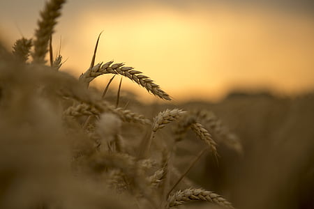close-up photography of brown wheat thumbnail