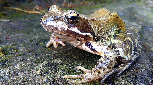 Brown and White Frog in Concrete Pavement thumbnail