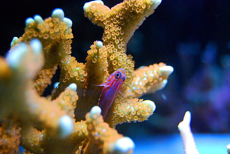 purple guppy beside coral thumbnail