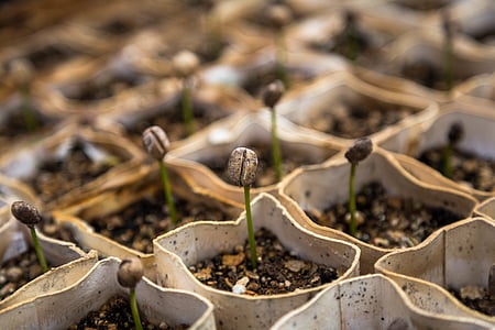 green seed plants thumbnail