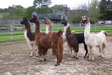 five llamas thumbnail