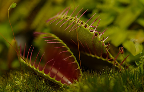 venus fly trap shallow focus thumbnail
