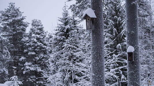 grayscale photo of trees covered with snow thumbnail