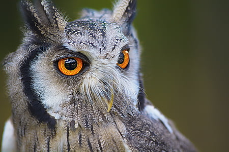 gray owl with orange eyes thumbnail