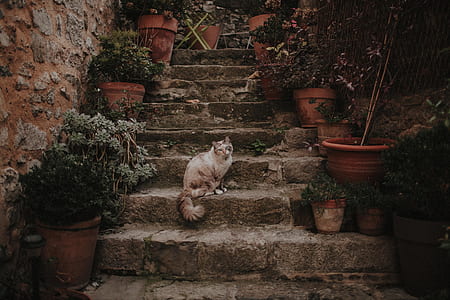 cat sitting on concrete stairs thumbnail
