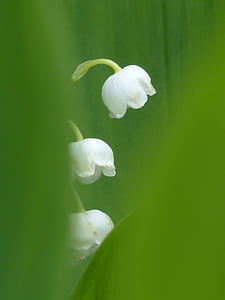 focus photography of white flowers thumbnail