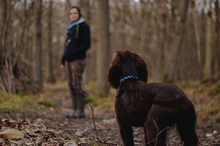 man and dog walking in a forest thumbnail