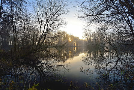 trees on body of water thumbnail