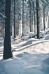 snow under trees with animal footsteps thumbnail