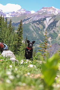 black dog sitting on grass field with mountain view during daytime thumbnail