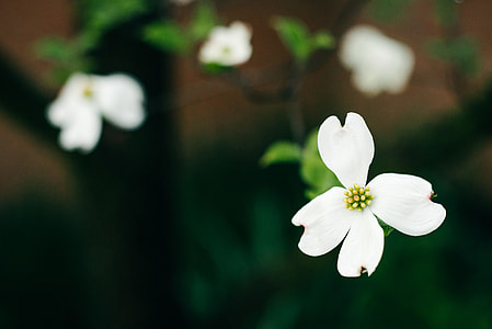 photo of white 4-petaled flower thumbnail