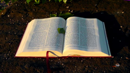 opened book with green leaf thumbnail