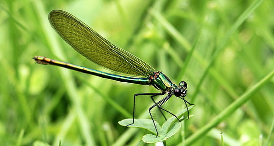 green damselfly perched on green leaf plant closeup photography thumbnail