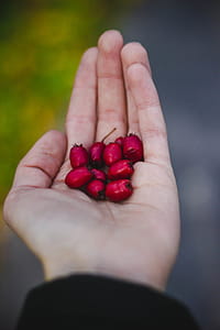 Red berries thumbnail