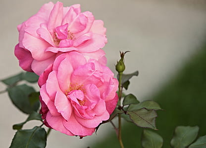 pink petaled flower thumbnail