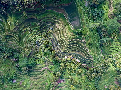 bird's-eye view photography of green leafed trees thumbnail