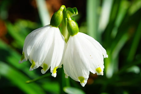white flowers thumbnail