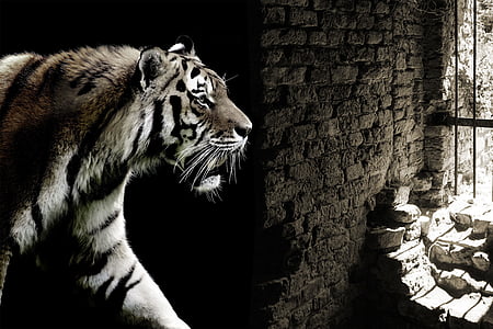 tiger inside cave thumbnail