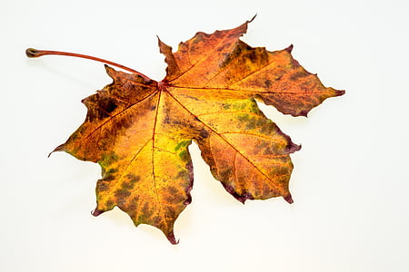 red and yellow maple leaf thumbnail