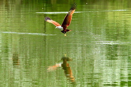 white and brown eagle flying on river thumbnail
