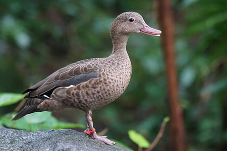 shallow focus photography of duck thumbnail