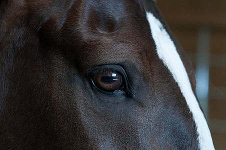 horse eye thumbnail