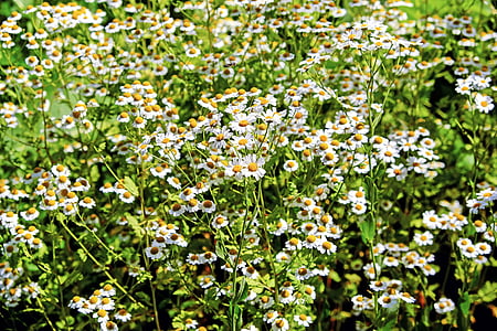 white chamomile flower field thumbnail