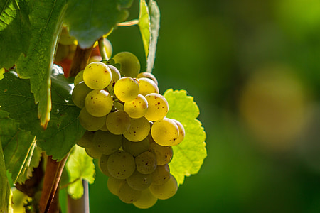 selective focus photo of green grapes thumbnail