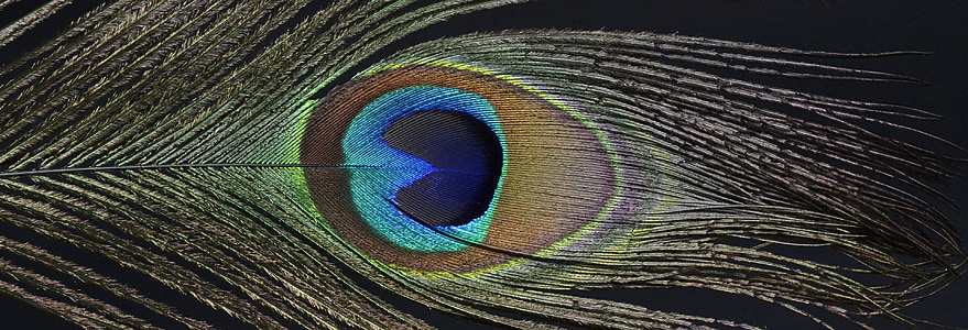 blue and brown peacock feather thumbnail