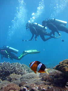 underwater photography of clown fish thumbnail