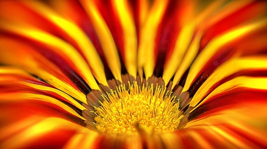 macro shot photography of yellow and red flower thumbnail