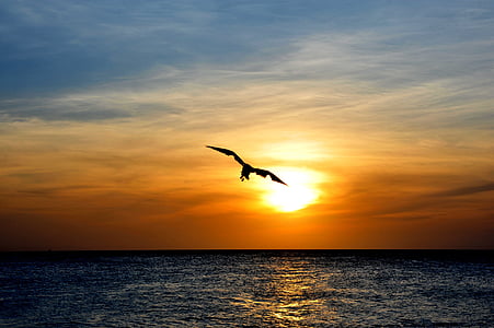 silhouette photo of bird flying on sea during golden hour thumbnail