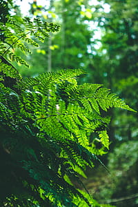 Shallow Focus Photography of Green Ferns thumbnail
